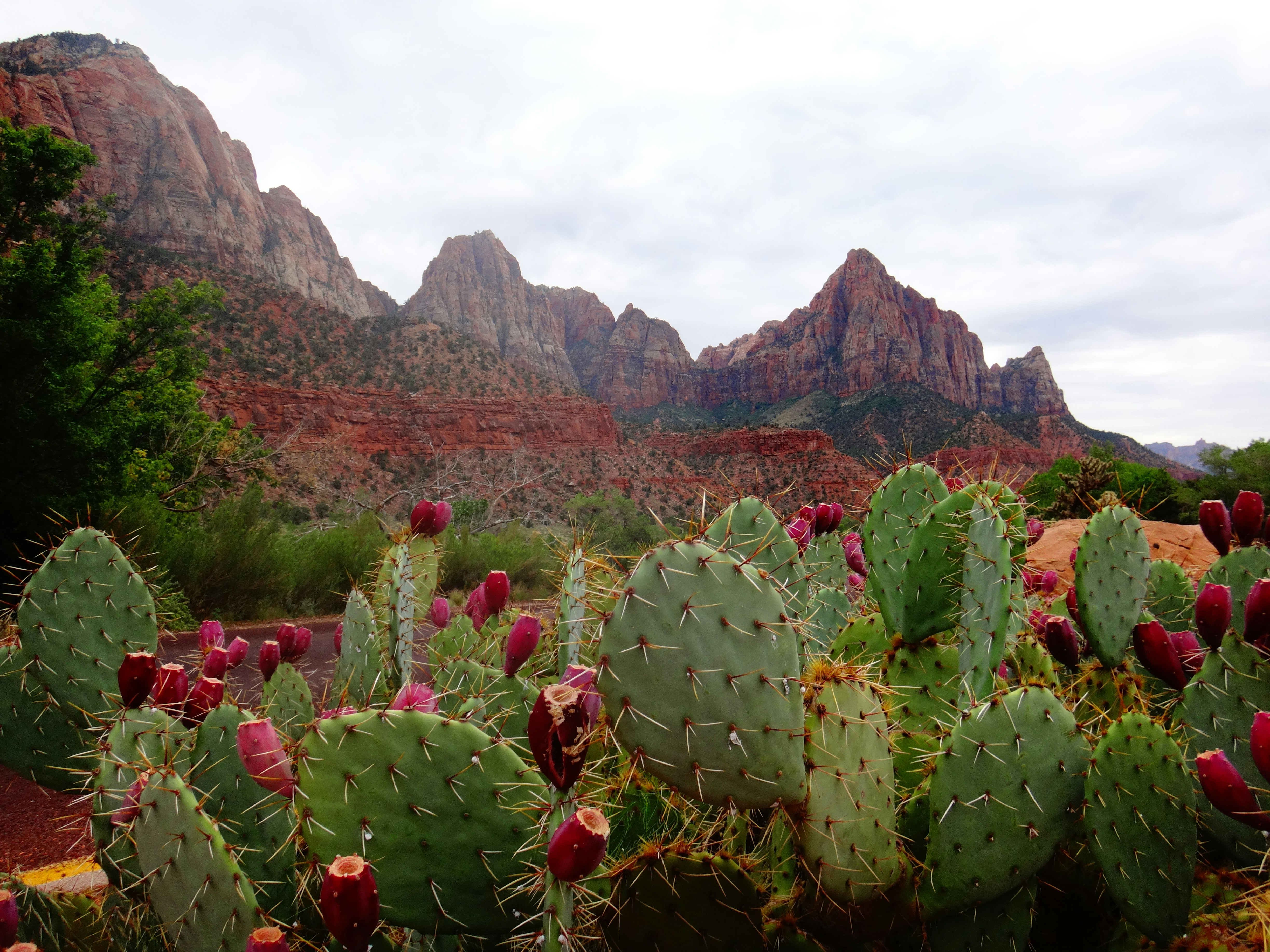 Prickly pear cactus with Arizona red rock mountains